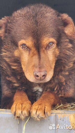 Ищет добрый дом красивая собака