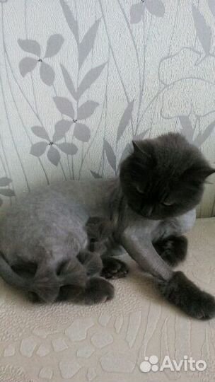 Стрижка кошек,только с выездом к вам на дом