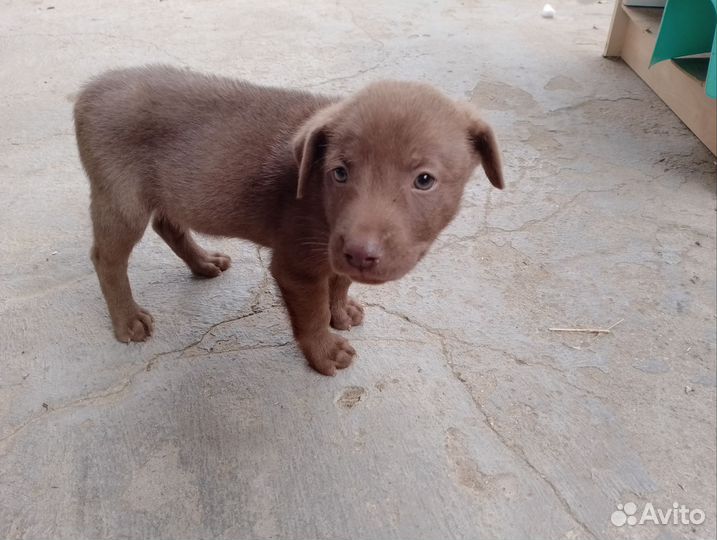 Щенок в добрые руки