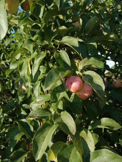 Участок 9 сот. (СНТ, ДНП)