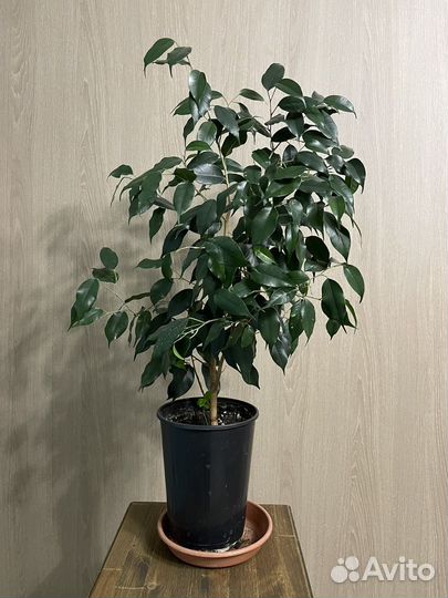 Фикус бенджамина