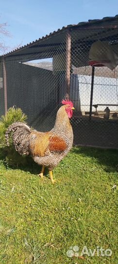 Инкубационное яйцо билефельдера