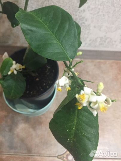 Лимоны, Инжир,Гранат,Трифолиат