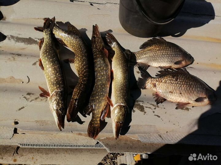 Черви для рыбалки