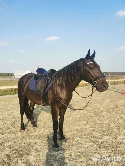 Аренда спокойной лошади, Поларенды, для души