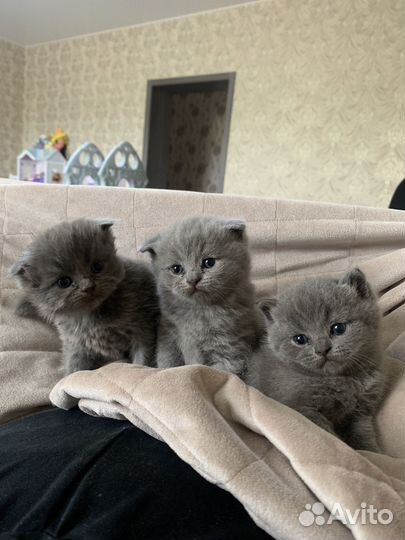 Британские котята