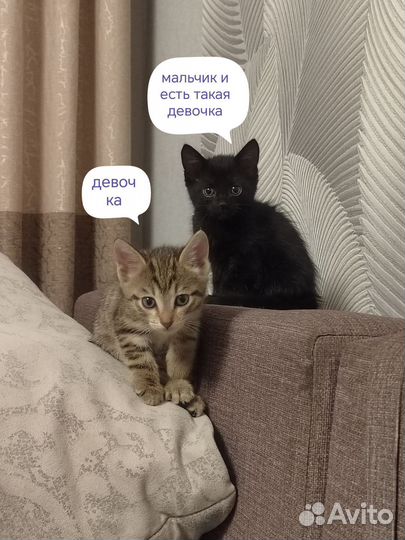 Котята в добрые руки бесплатно