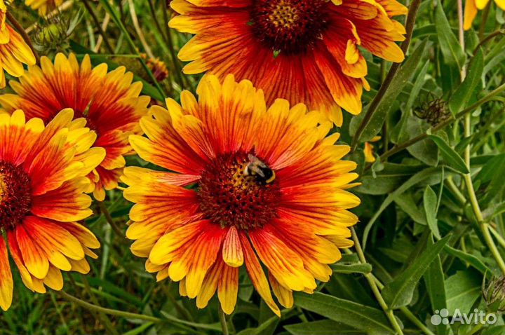 Ромашки садовые