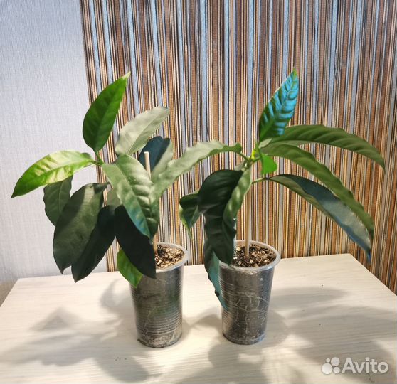 Растения (олеандр махровый)