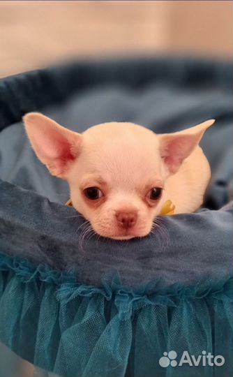 Кремовый щенок чихуахуа