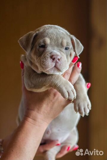 Щенок Американский булли Стандарт,Классик