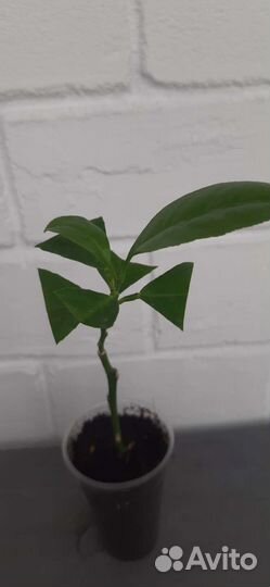 Мандарин уншиу