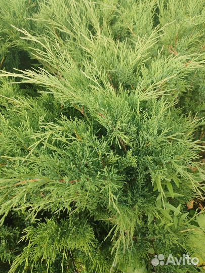 Гортензия, кустарники