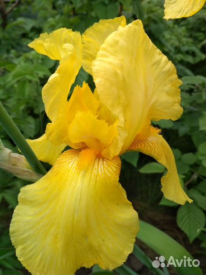 Растения цветы многолетние