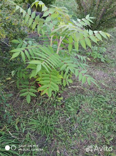 Саженцы декоративного растения