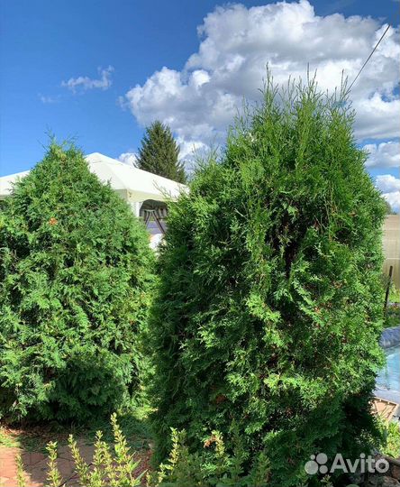 Саженцы туя дерево