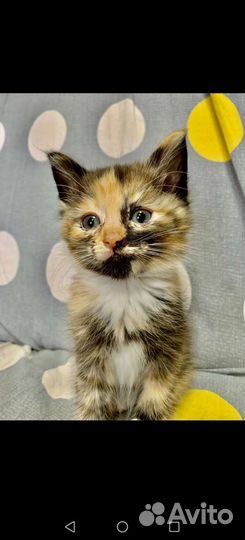 Котята в добрые руки бесплатно