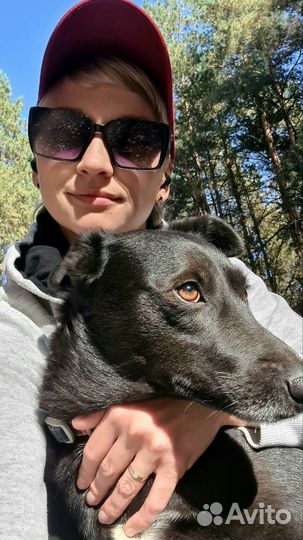 Пёс Чарли в добрые руки