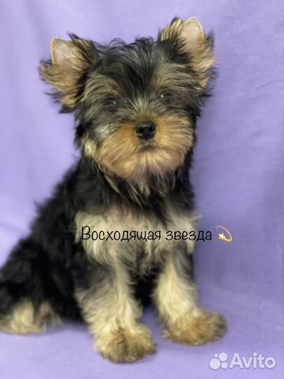 Девочка йорк мини