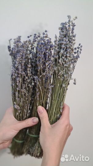 Крымская лаванда