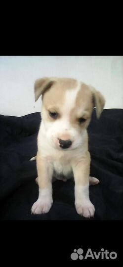 Щенки метисы питбуль терьер