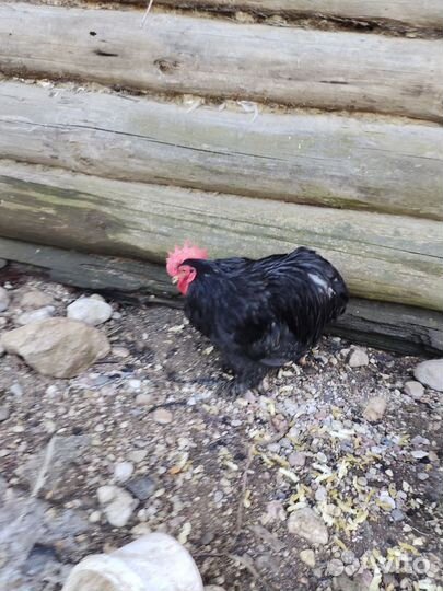 Петушки породы мини кохинхин