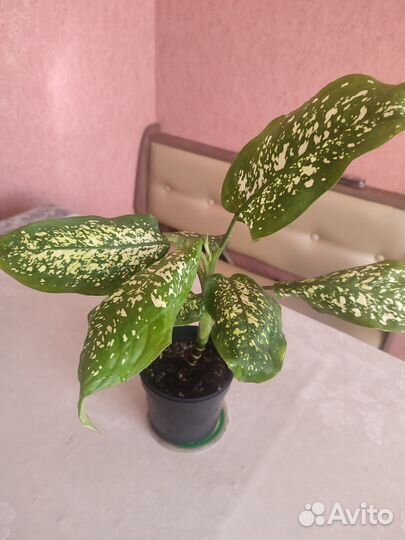 Комнатные цветы