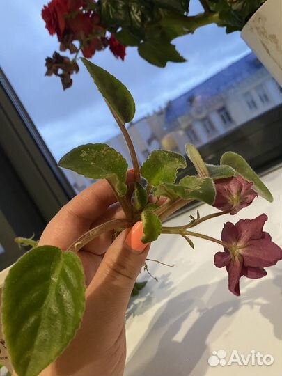 Цветущие фиалки