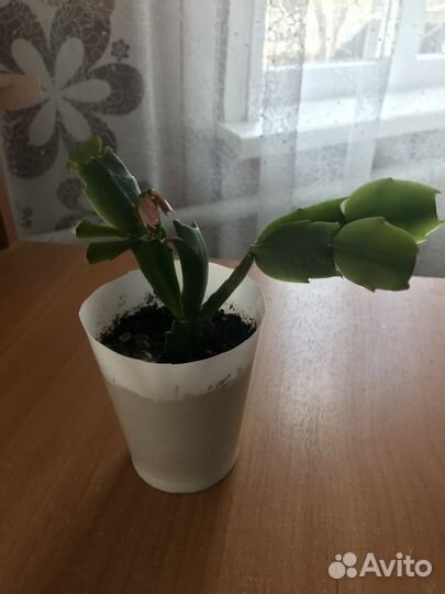 Продаются цветы