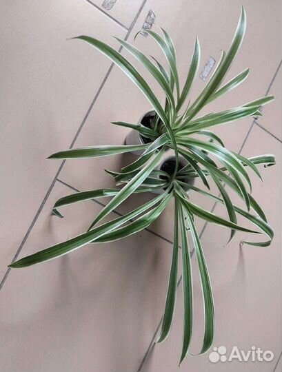 Хлорофитумы