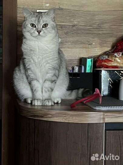 Кот шотландец