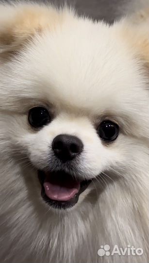 Очаровательный шпиц ищет подружку