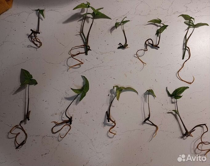 Сингониум ножколистный