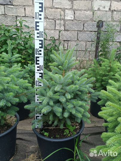 Саженцы ель