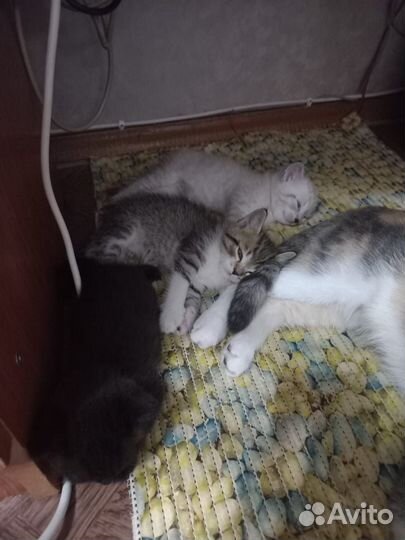 Шотландская вислоухая кошка