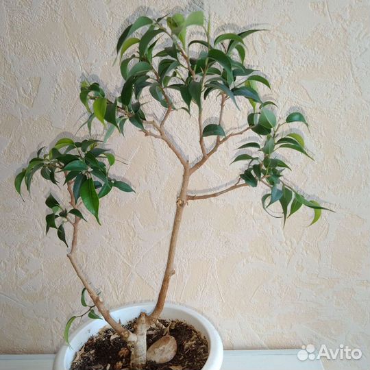 Мини фикус бонсай