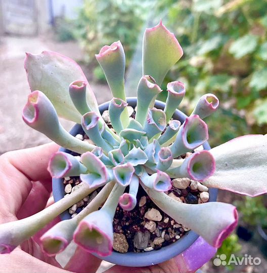 Эхеверия трампет пинки