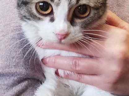 Котëнок-подросток с красивыми глазами