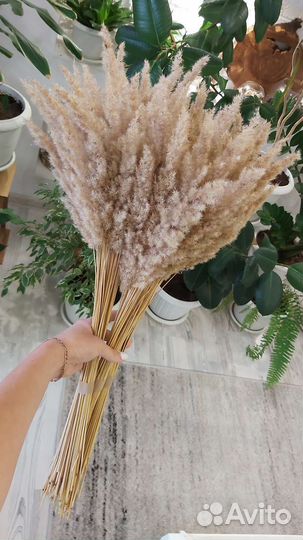 Сухоцветы пампасная трава