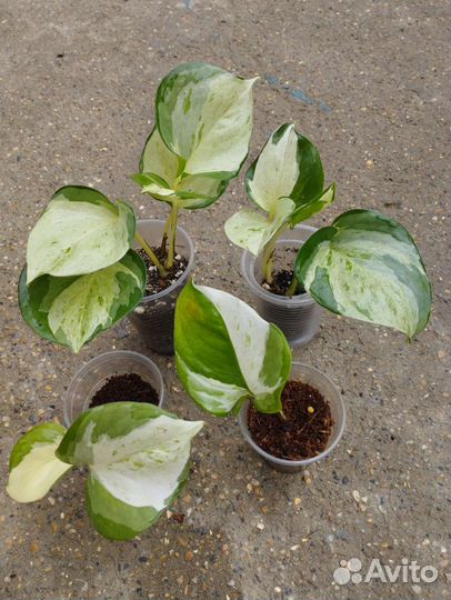 Эпипремнум яблоко