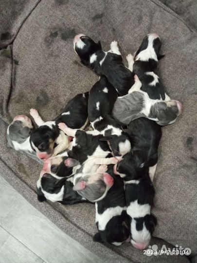 Щенки Бигль