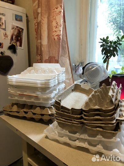 Яичные ячейки