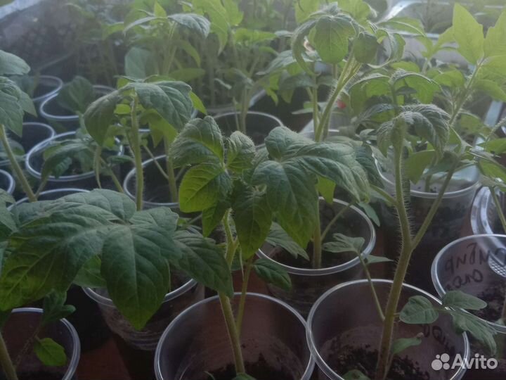 Рассада помидор и перцев