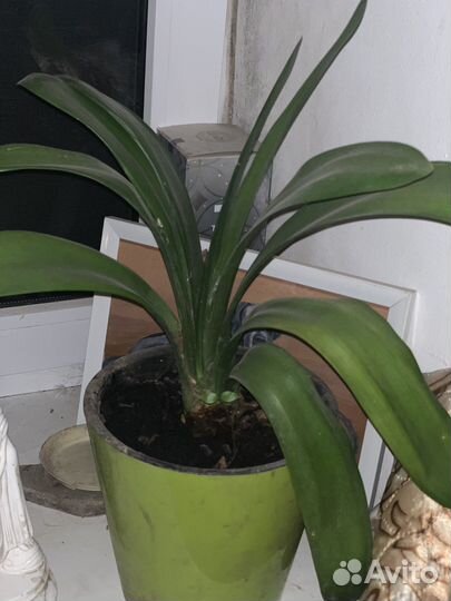 Цветы комнатные