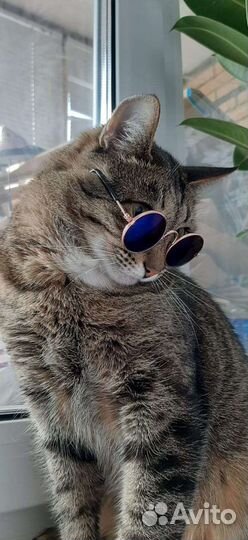 Очки для кота, собаки