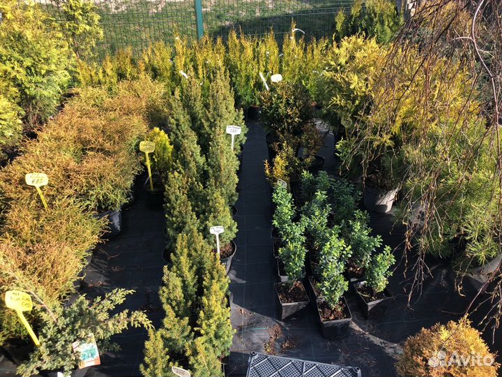 Растения хвойные, лиственные, плодовые, цветы