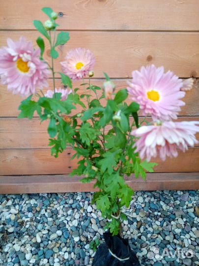 Астра многолетняя, хризантема. Забронированы