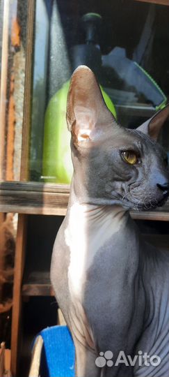 Донской сфинкс вязка