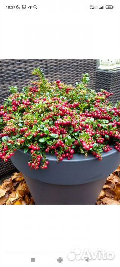 Брусника садовая саженцы