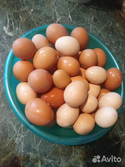 Домашние куриные яйца